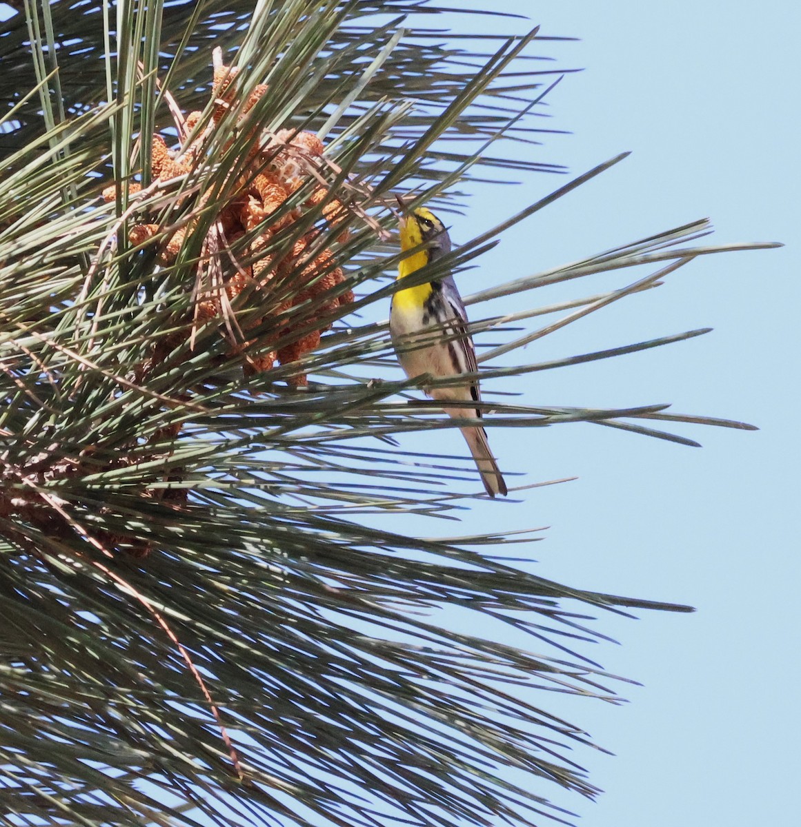 Grace's Warbler - Margaret Brown