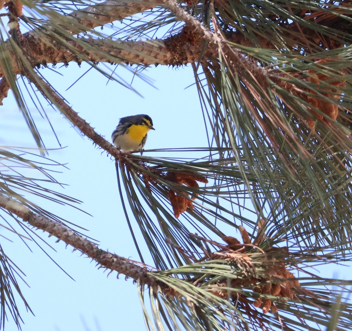 Grace's Warbler - Margaret Brown