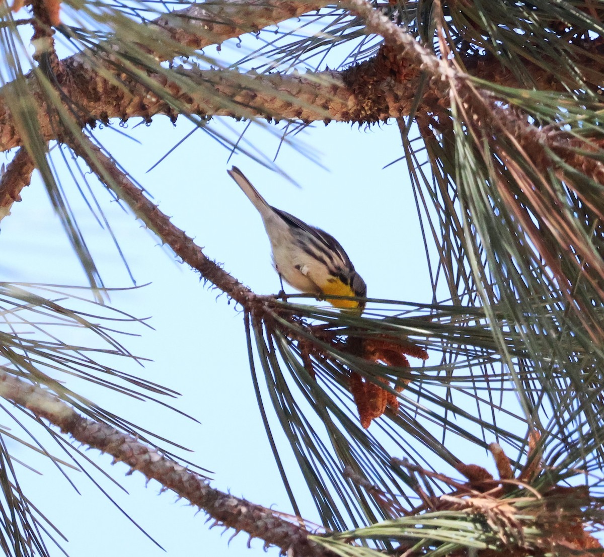 Grace's Warbler - Margaret Brown