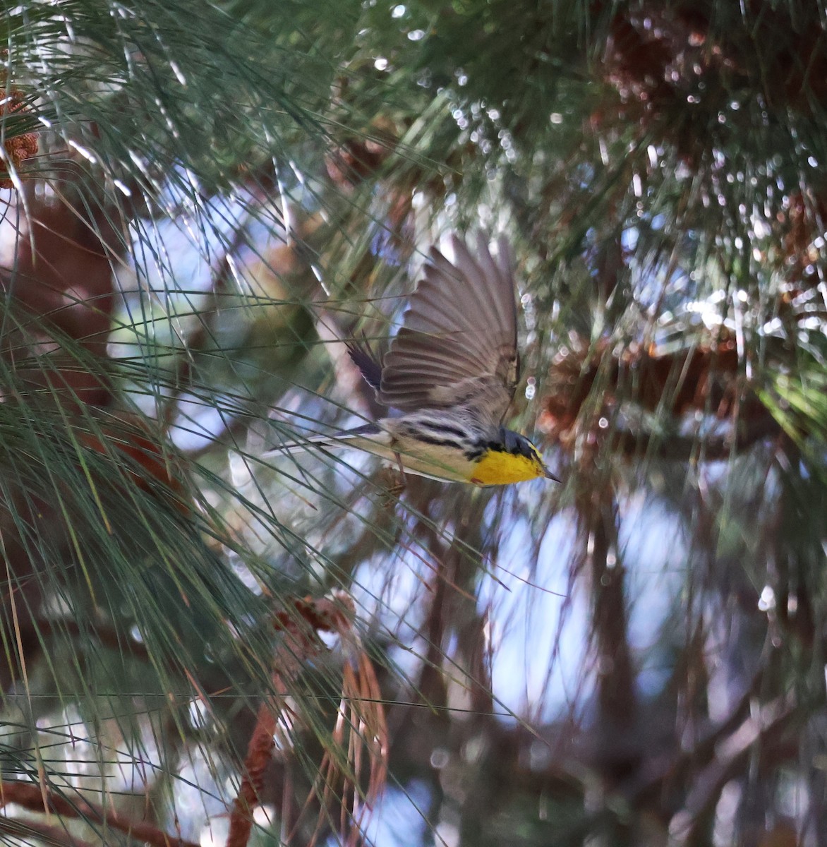 Grace's Warbler - Margaret Brown