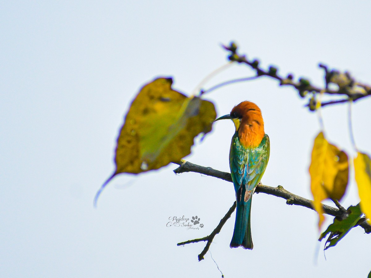 Chestnut-headed Bee-eater - ML615973072