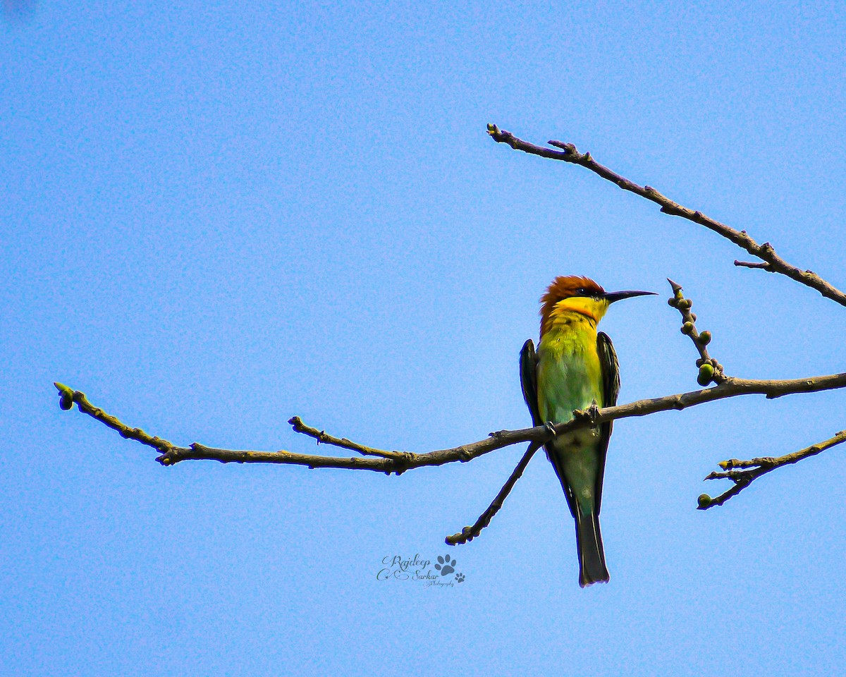 Chestnut-headed Bee-eater - ML615973075