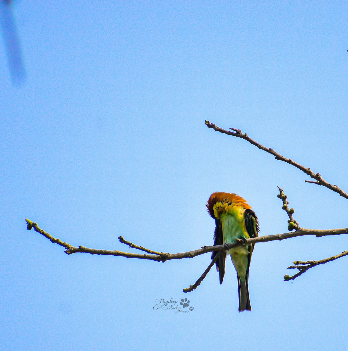 Chestnut-headed Bee-eater - ML615973077