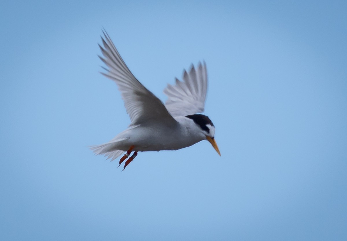 Australian Fairy Tern - ML615973152