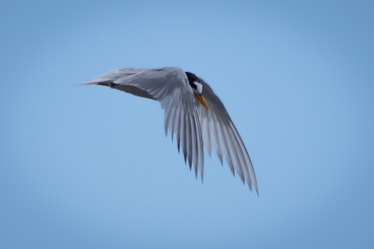 Australian Fairy Tern - ML615973153