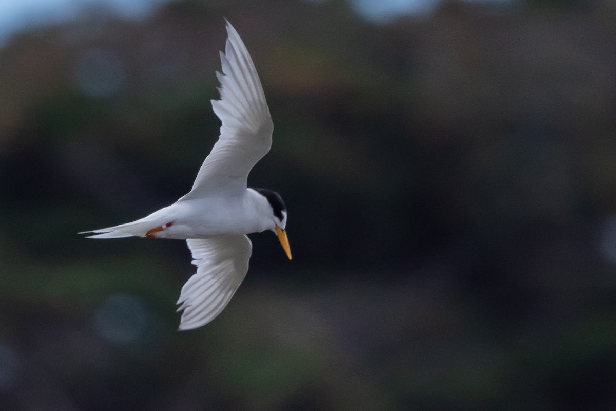 Australian Fairy Tern - ML615973155