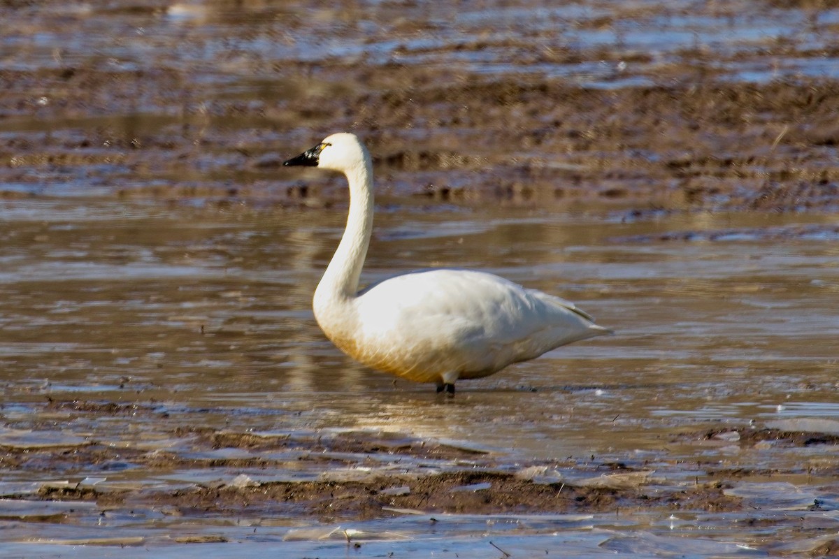 Tundra Swan - Normand Laplante