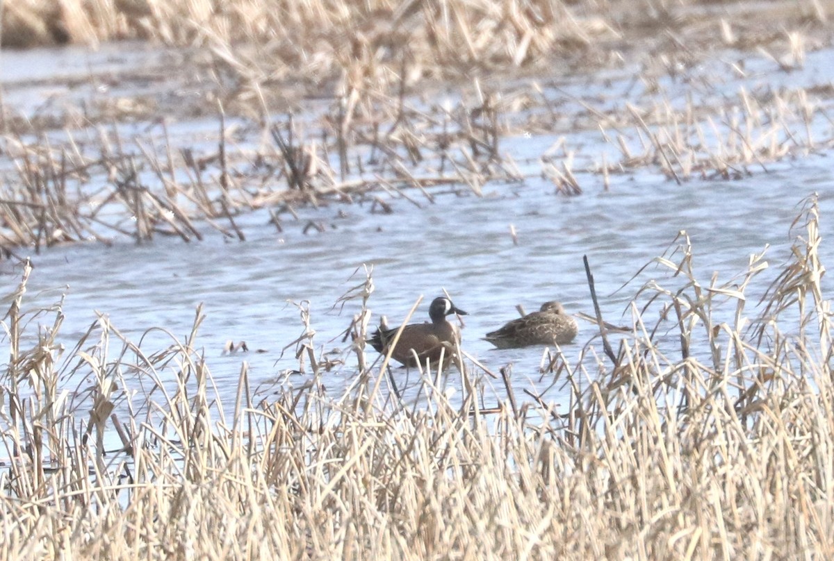 Blue-winged Teal - Karl Overman