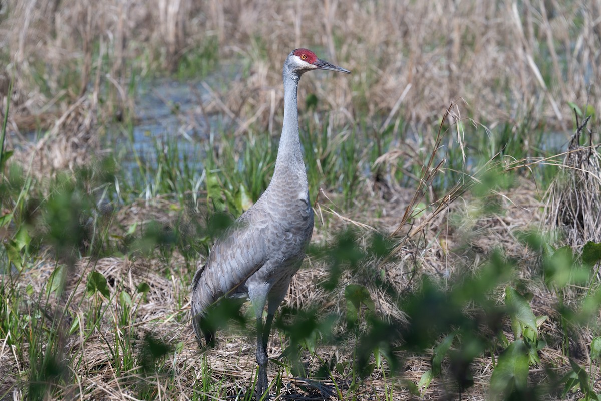 Sandhill Crane - ML615973191