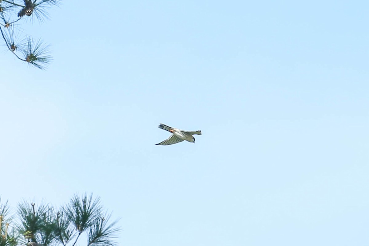 American Kestrel - ML615973195