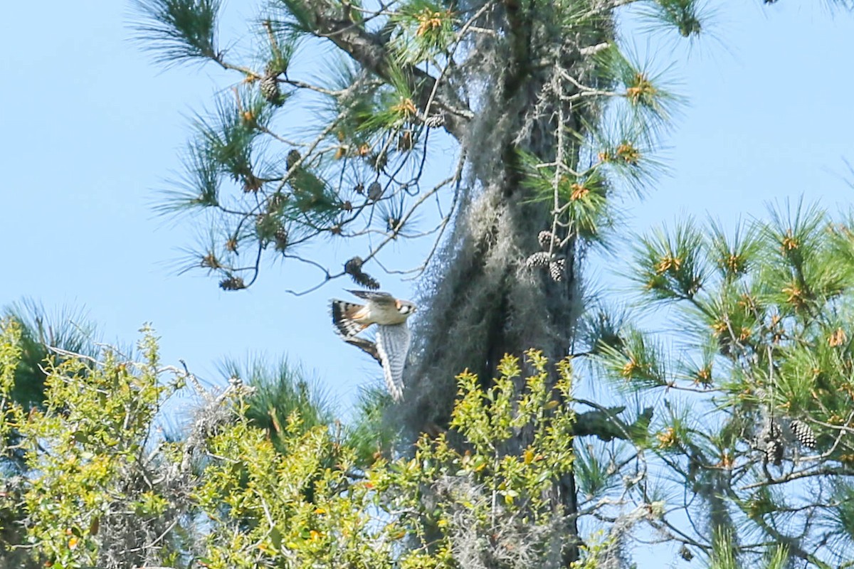 American Kestrel - ML615973196