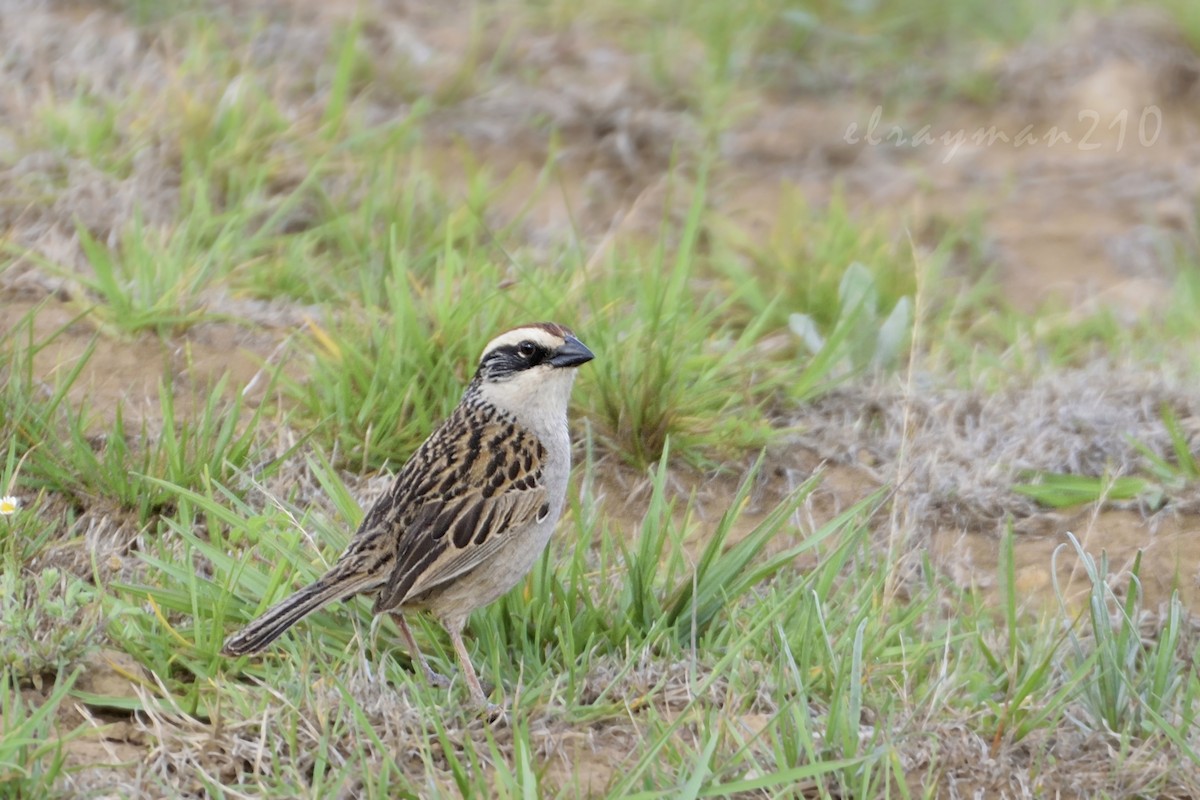 Photos - Striped Sparrow - Oriturus superciliosus - Birds of the World