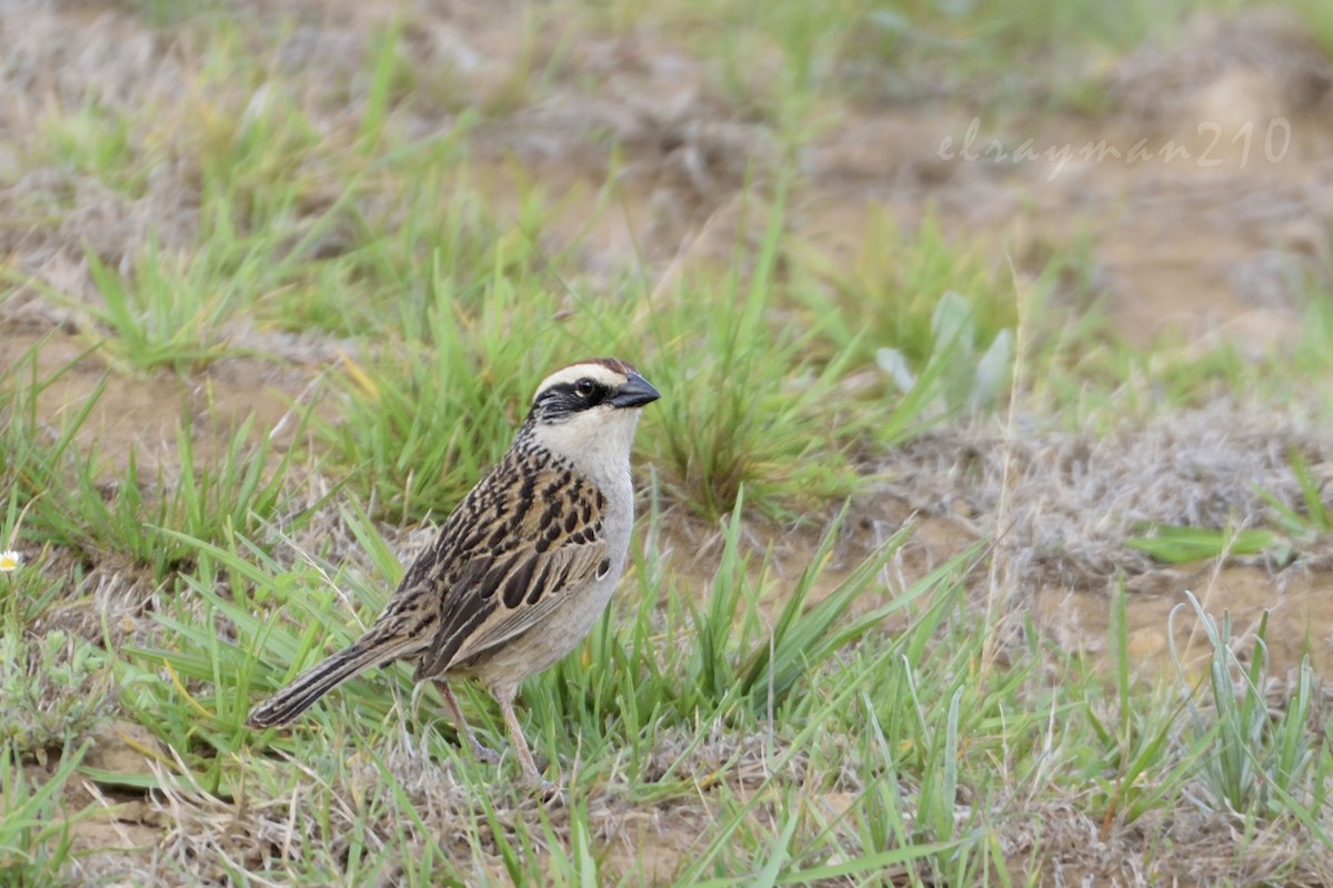 Striped Sparrow - ML61597331