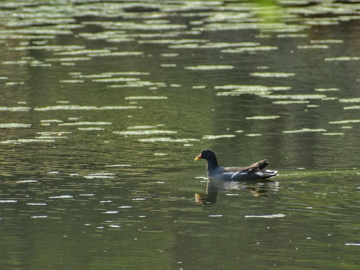 Eurasian Moorhen - ML615973354