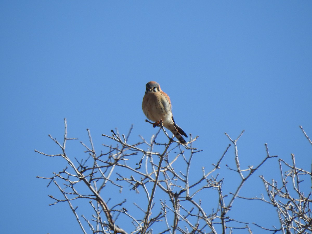 American Kestrel - ML615973365