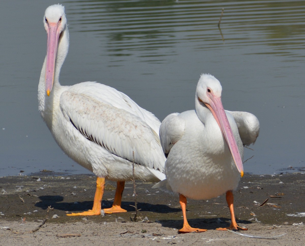 American White Pelican - ML615973369