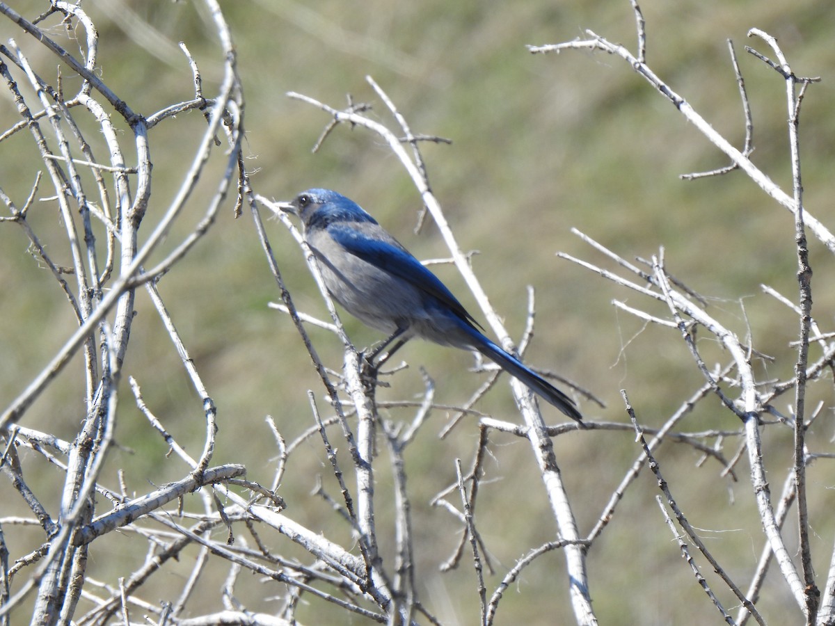 Woodhouse's Scrub-Jay - Tim Martin