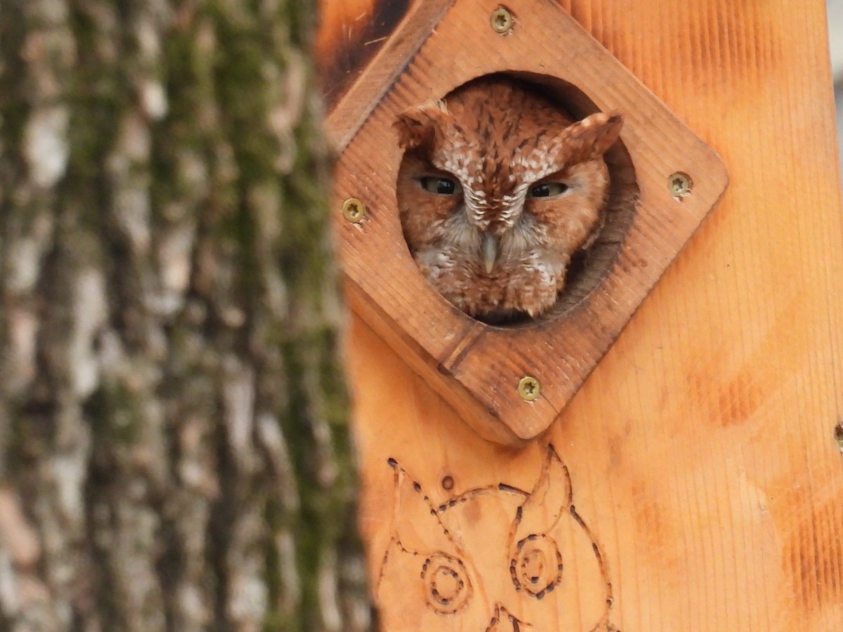 Eastern Screech-Owl - Karen Carbiener