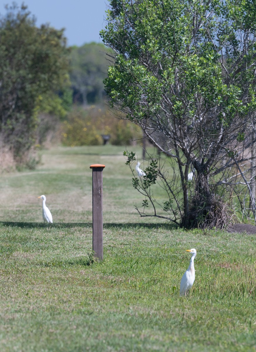 Western Cattle Egret - ML615973453