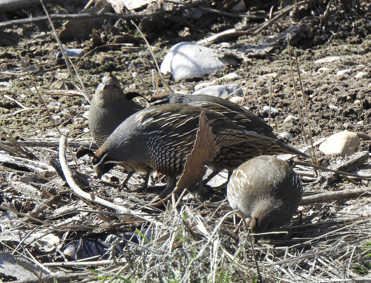 California Quail - Tim Martin