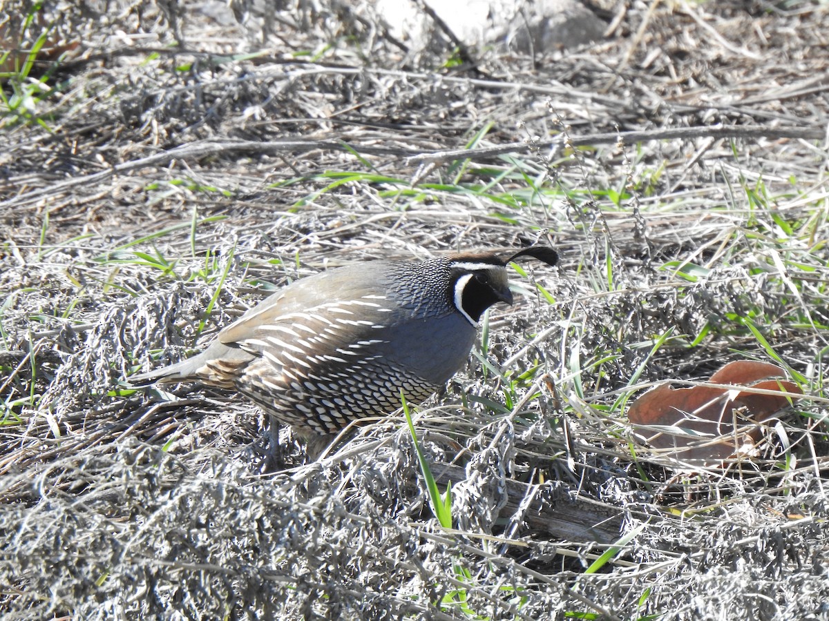 California Quail - Tim Martin