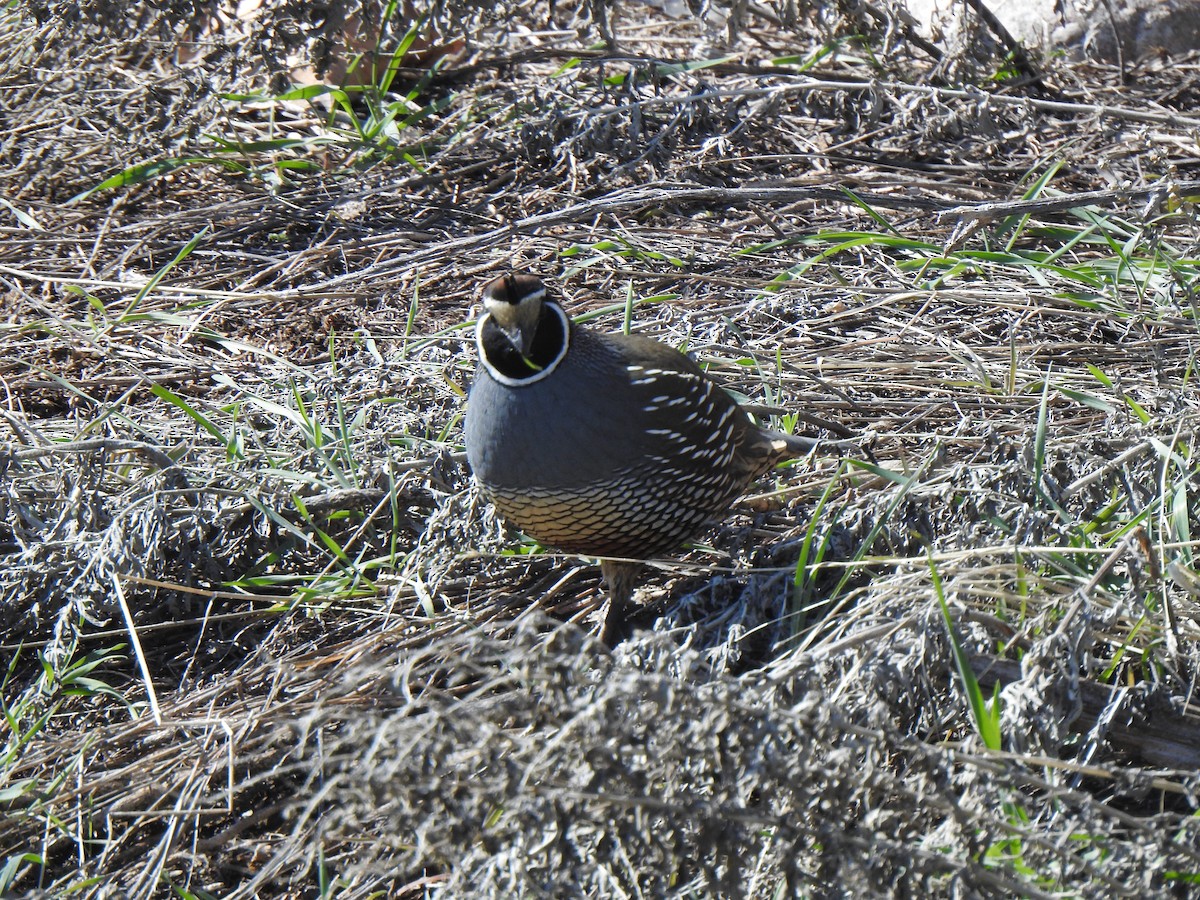 California Quail - Tim Martin