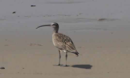 Whimbrel - ML615973494