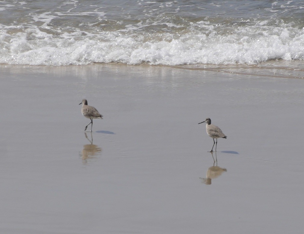 Playero Aliblanco - ML615973507