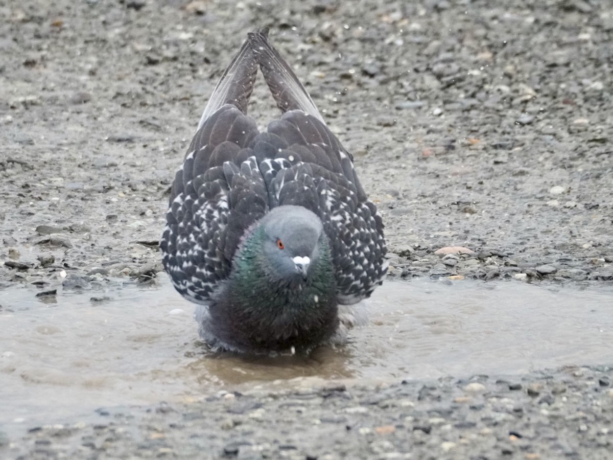 Rock Pigeon (Feral Pigeon) - Wendy Feltham