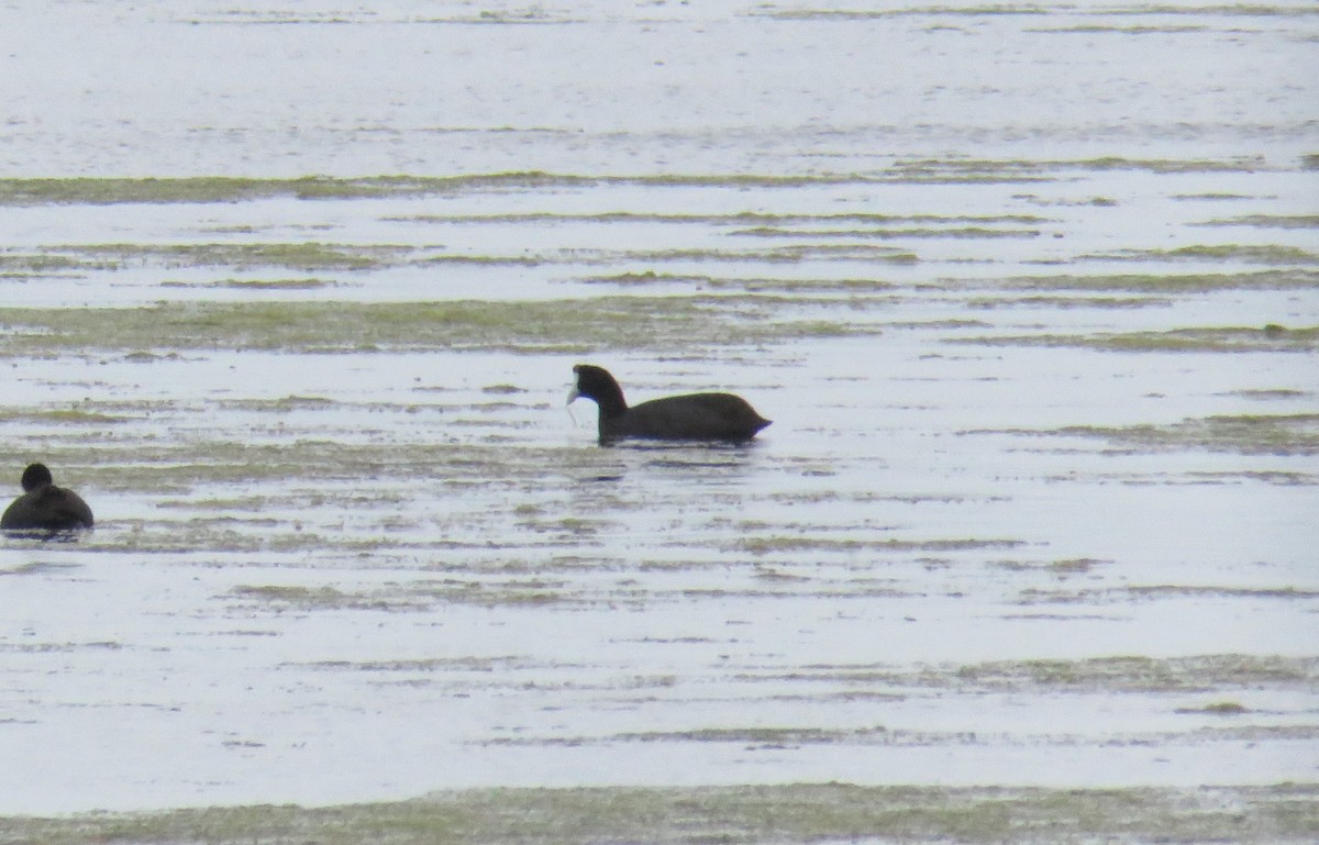 Red-knobbed Coot - ML615973539