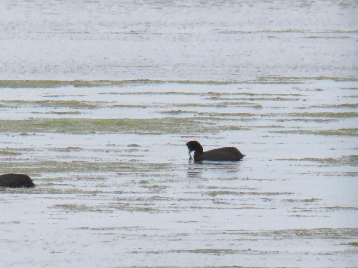 Red-knobbed Coot - ML615973540