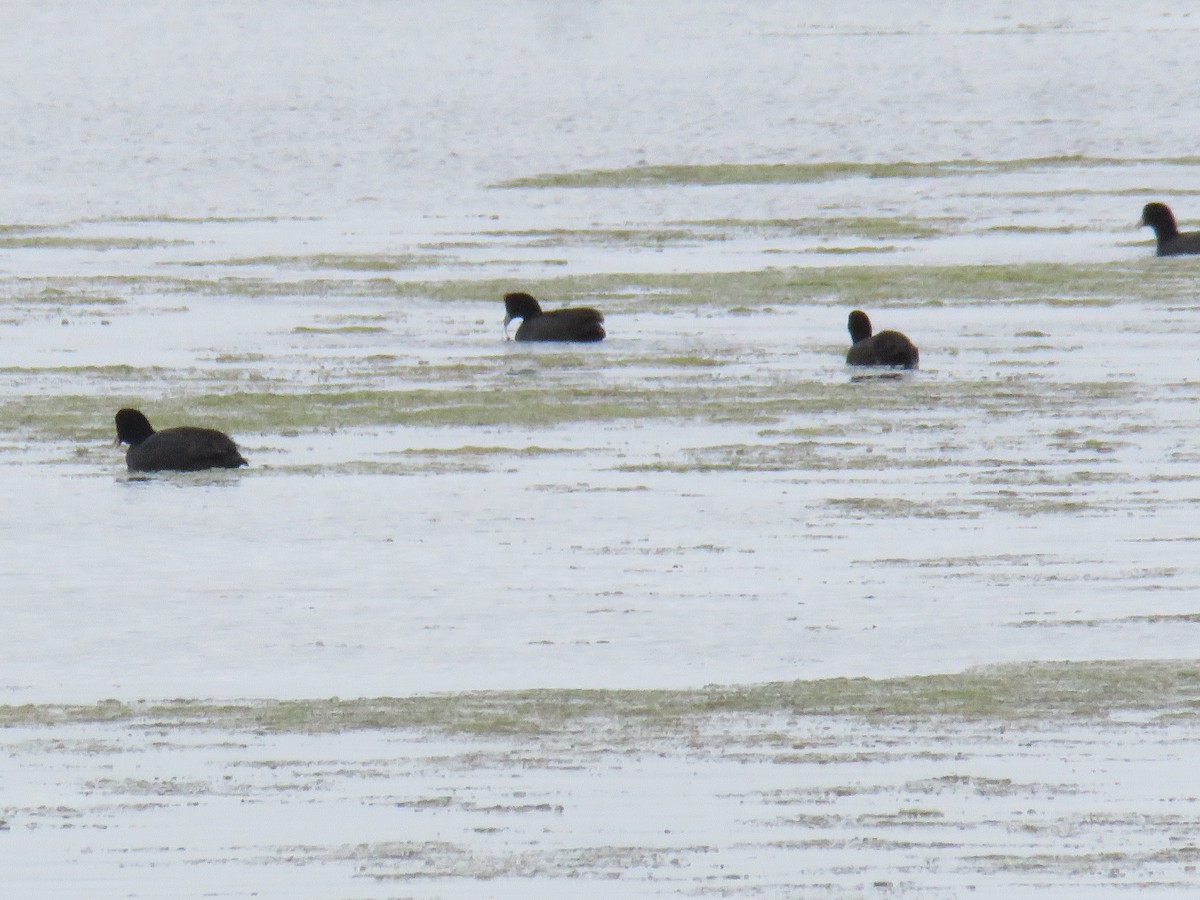 Red-knobbed Coot - ML615973541