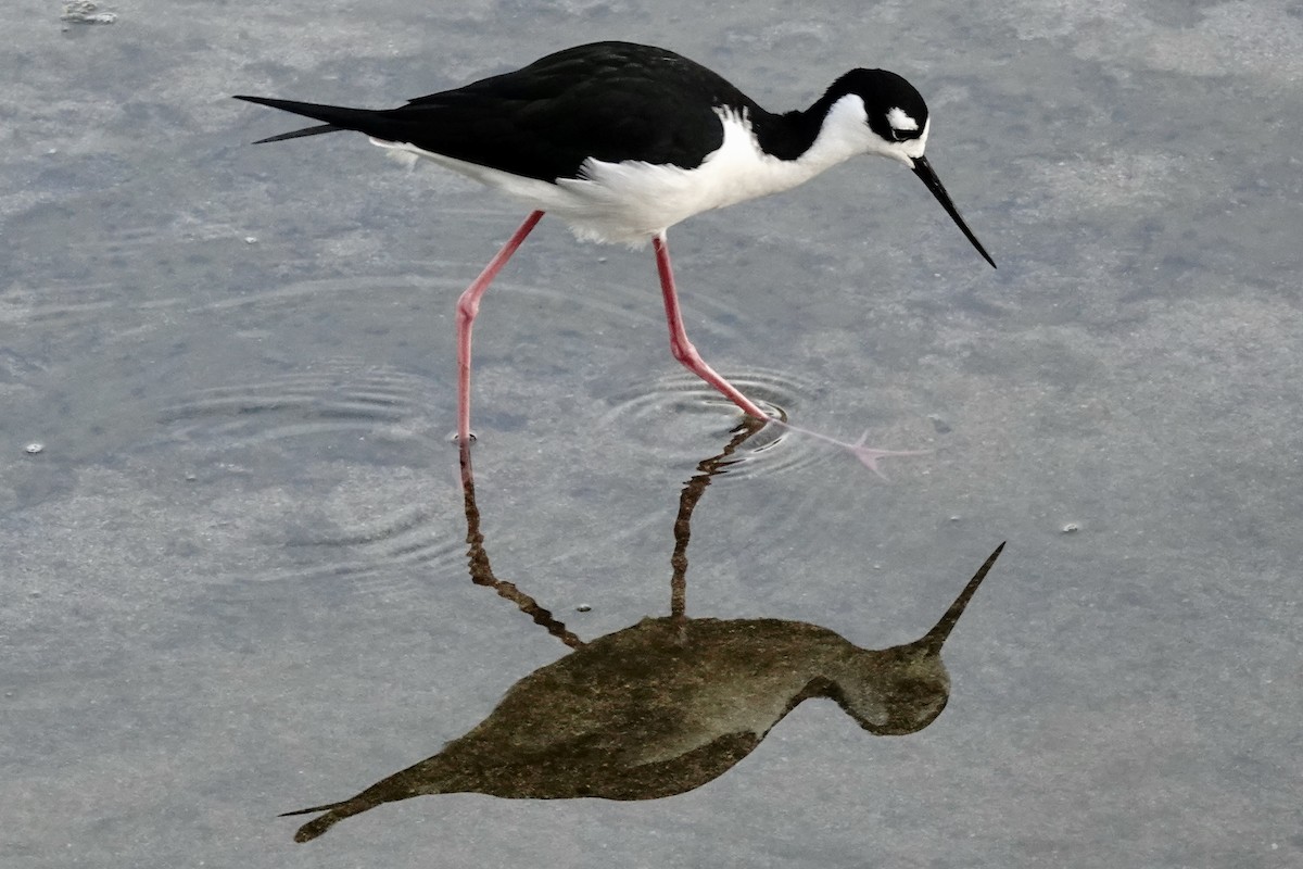 Black-necked Stilt - Stuart Mackenzie