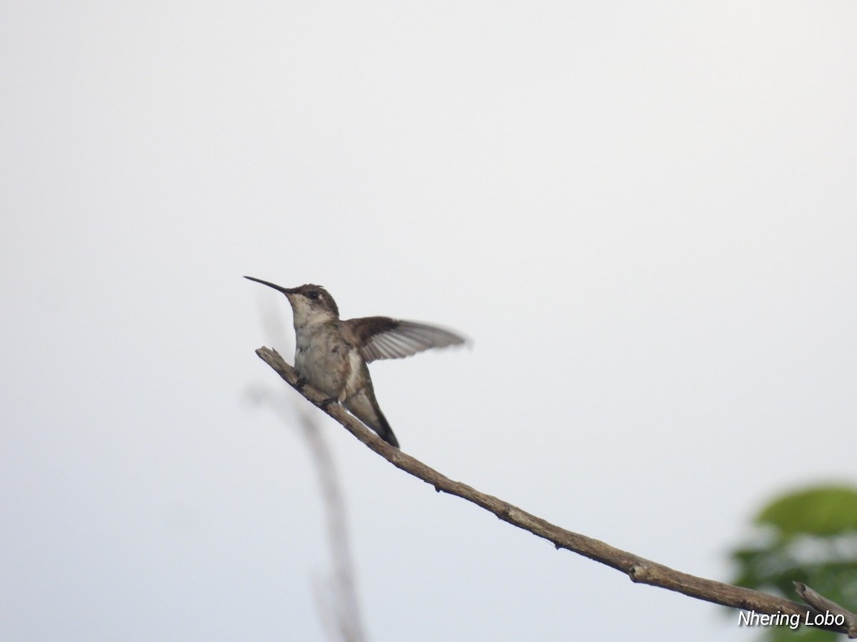 Ruby-throated Hummingbird - ML615973629