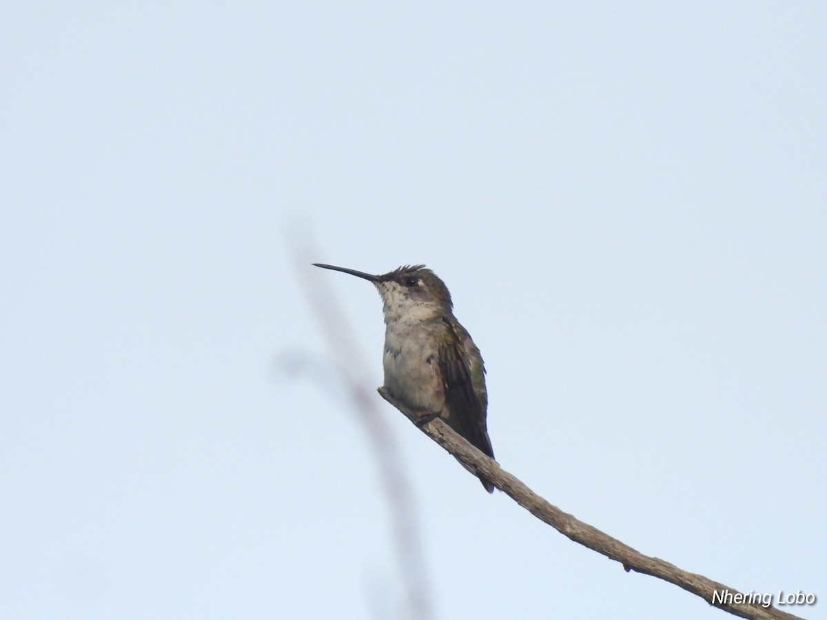 Ruby-throated Hummingbird - ML615973630