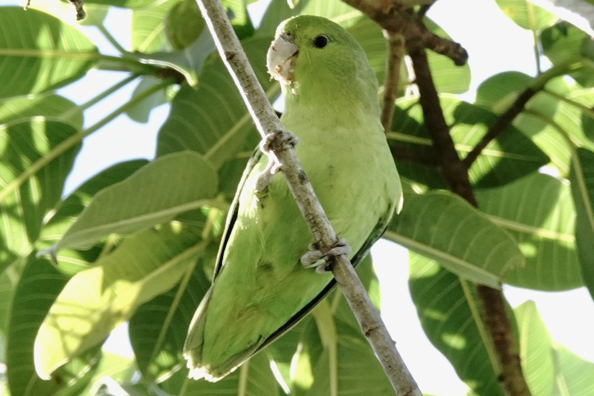 Мексиканский воробьиный попугайчик - ML615973633