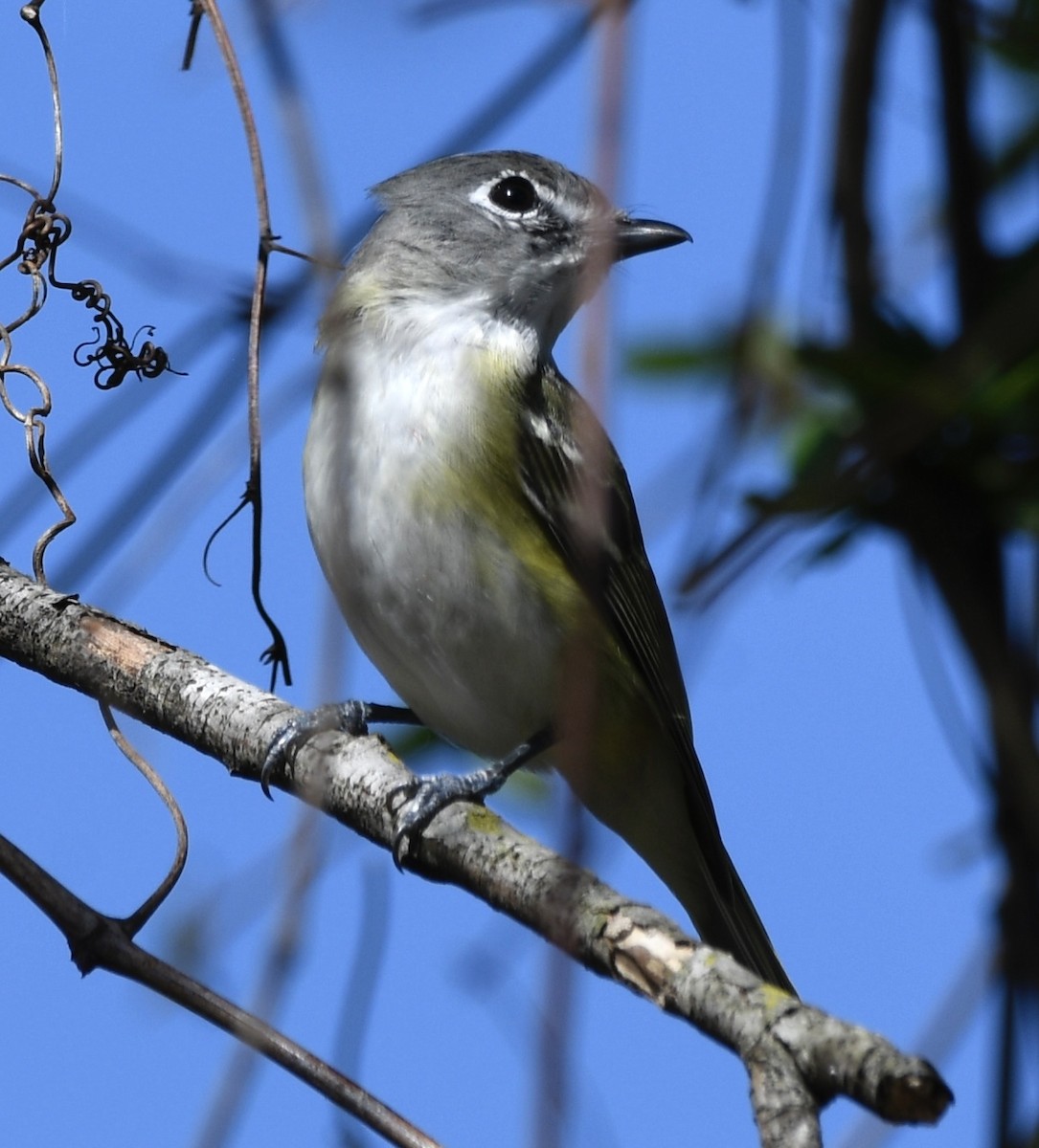 Blue-headed Vireo - ML615973677