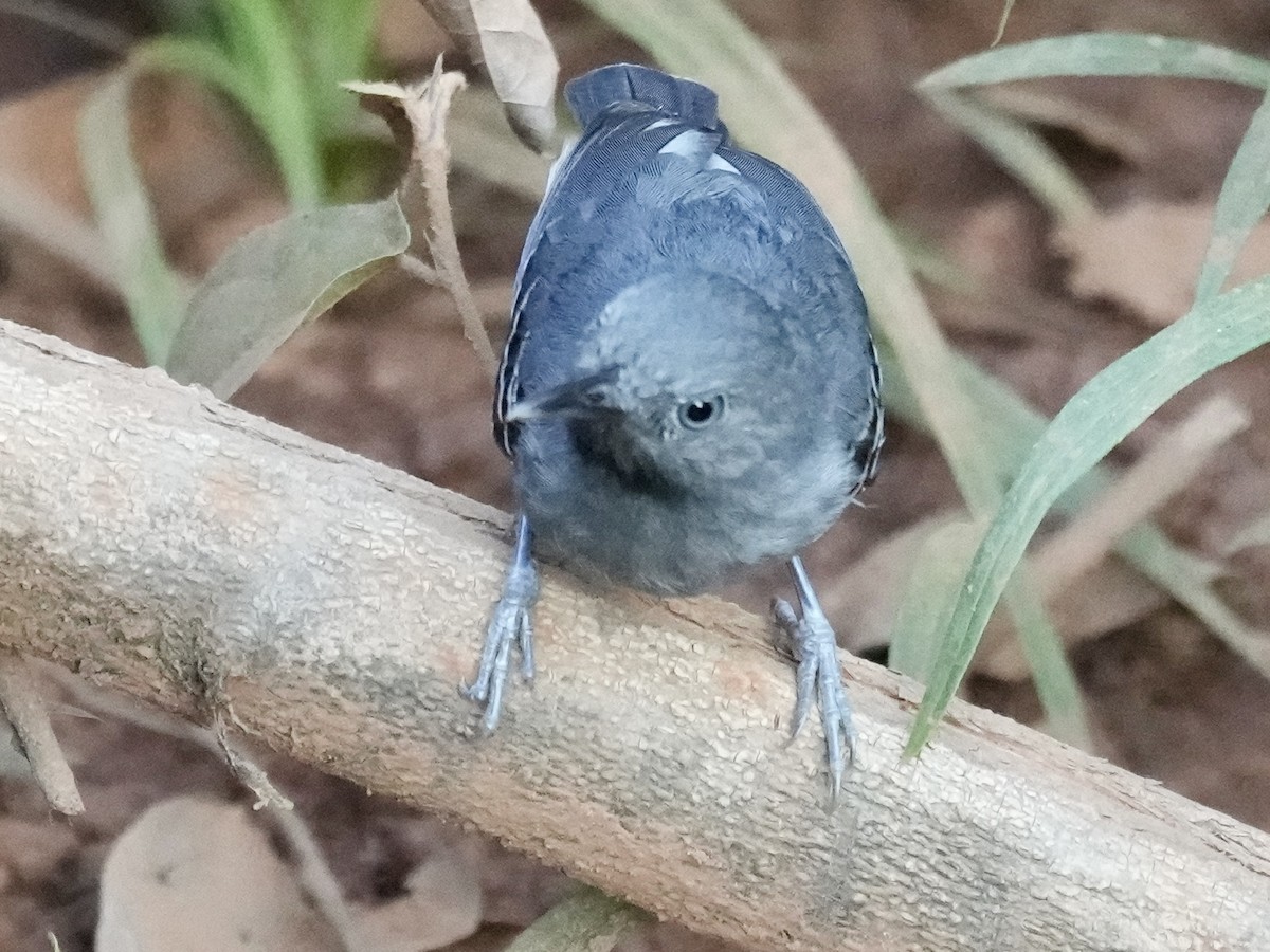 Black-chinned Antbird - Brian Elliott