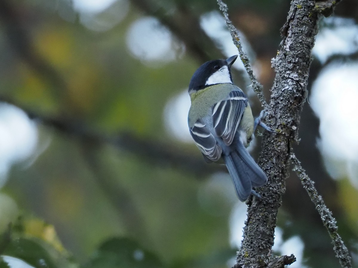 Mésange charbonnière - ML615973697