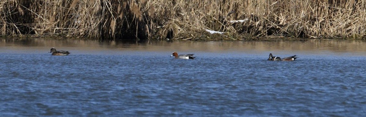 Eurasian Wigeon - Patrick Bardoul