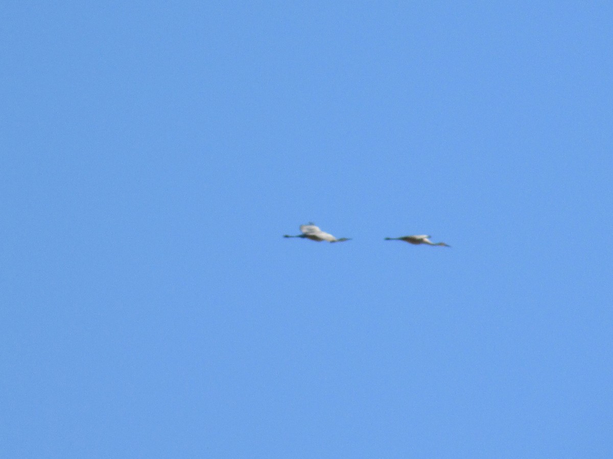 Sandhill Crane - Felice  Lyons