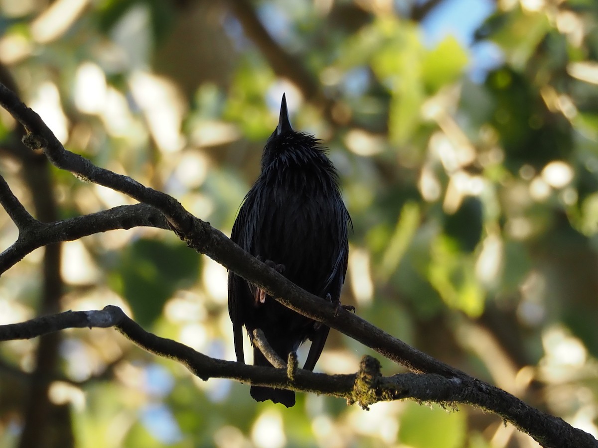 Spotless Starling - ML615973724