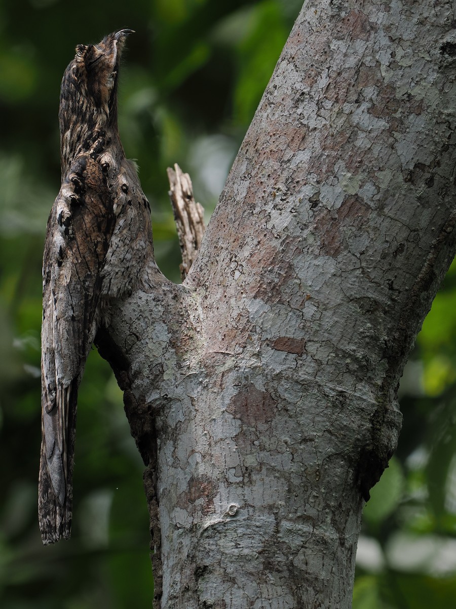 Common Potoo - ML615973740