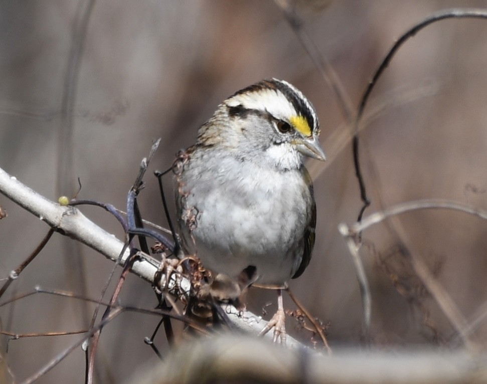 White-throated Sparrow - ML615973753