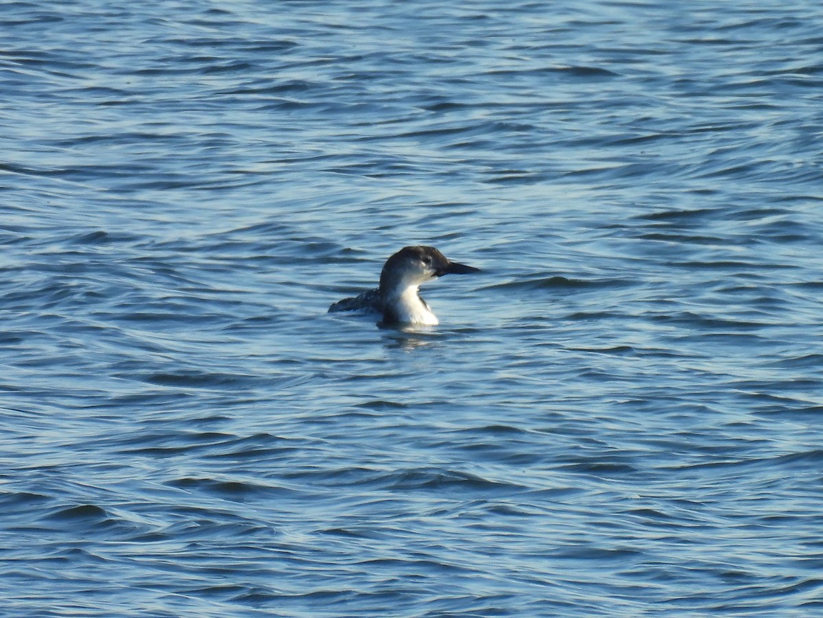 Common Loon - Jennifer Wilson-Pines