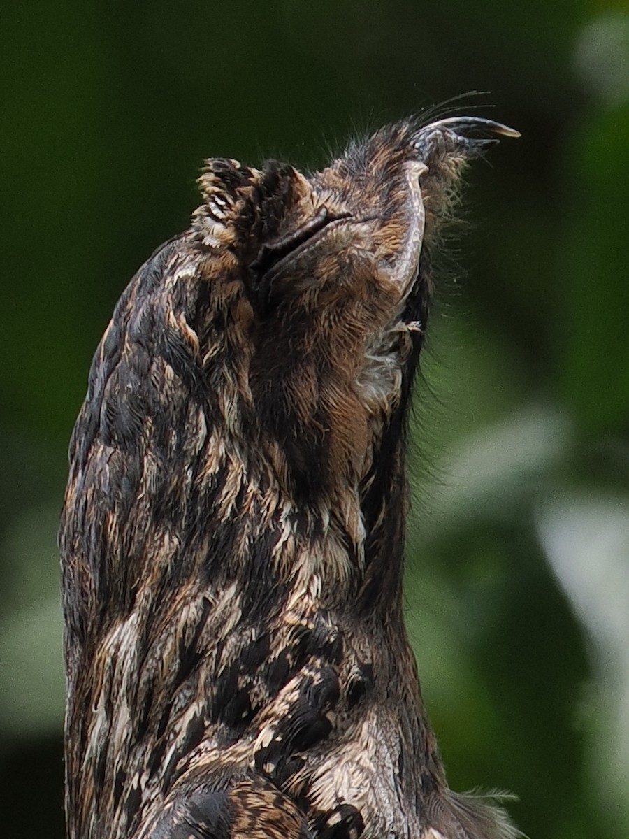 Common Potoo - Ben Jesup