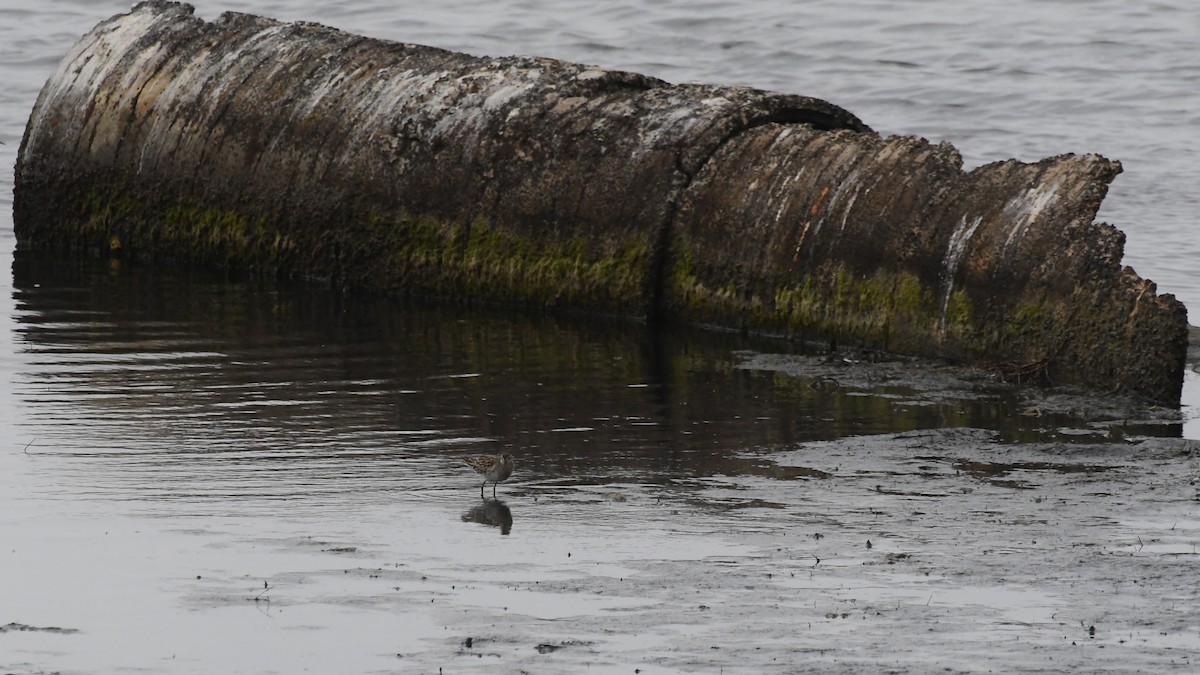 Sharp-tailed Sandpiper - Michael Louey