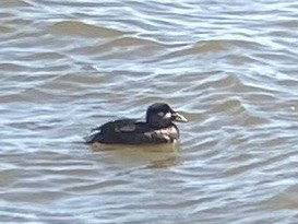 Surf Scoter - ML615973934