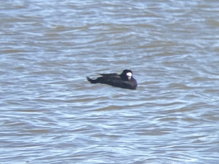 Surf Scoter - ML615973937