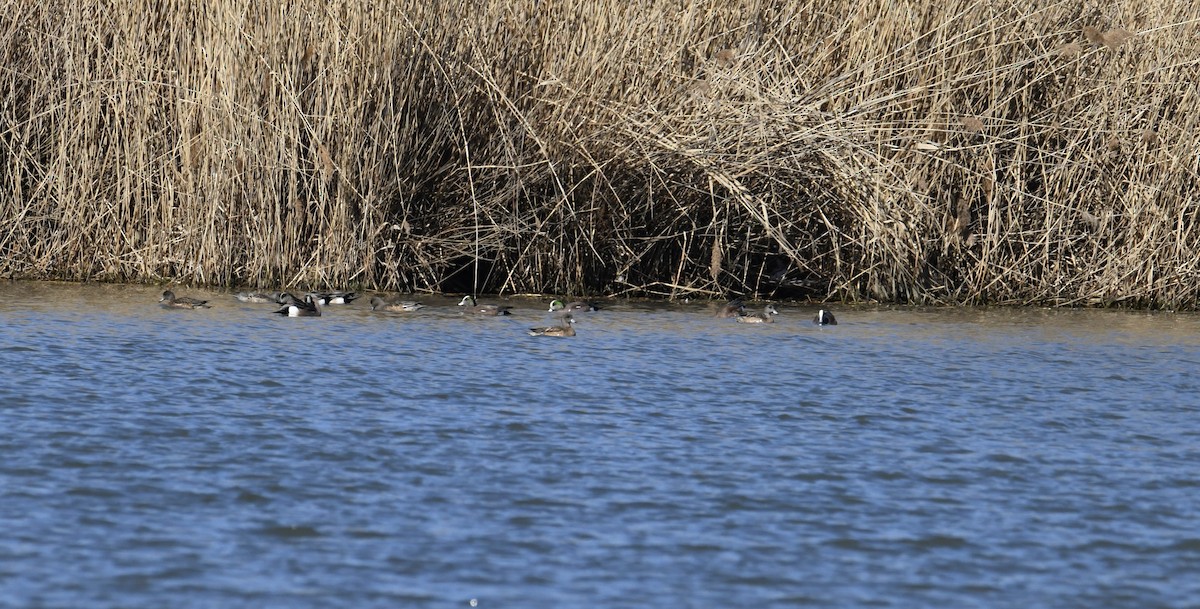 American Wigeon - Patrick Bardoul